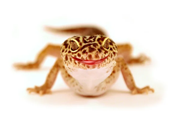 stock image Laughing a lizard