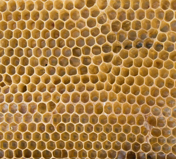 蜜蜂蜂窝 — 图库照片