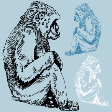 Ape Drawing clipart