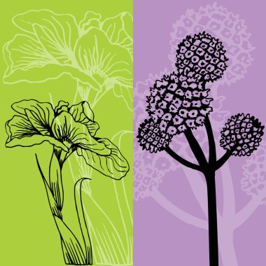 Iris and Flower clipart