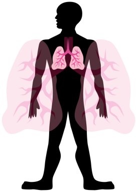 Lungs clipart