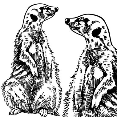 Meerkat clipart