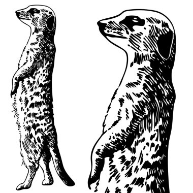 Meerkat clipart