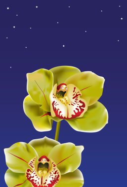 Midnight Orchids clipart