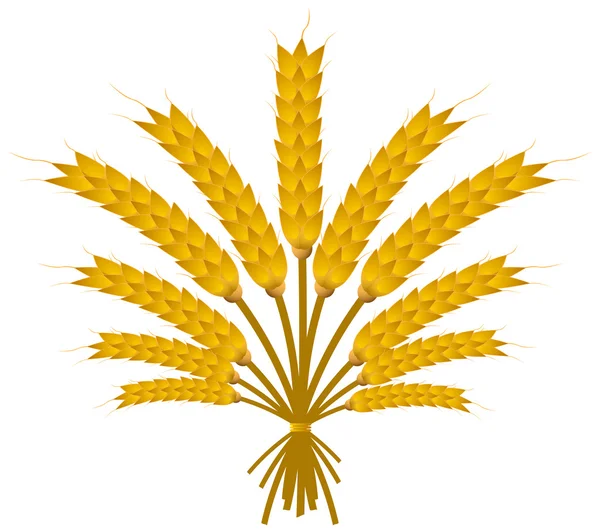 Пшениця розшарування — стоковий вектор