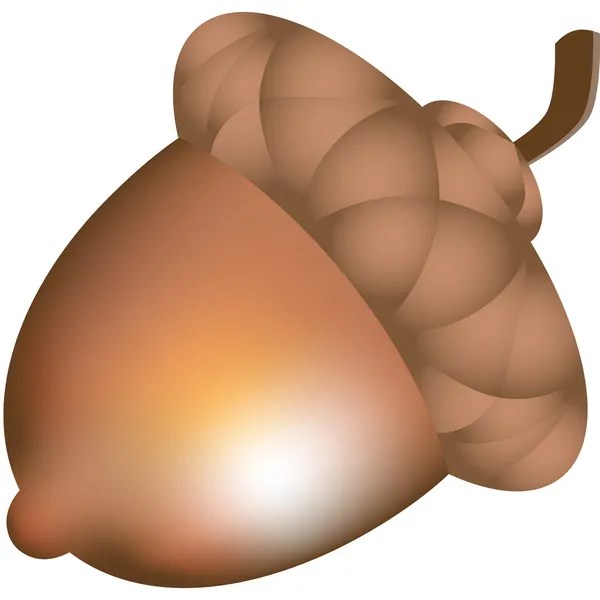 3D-acorn — Stockvector