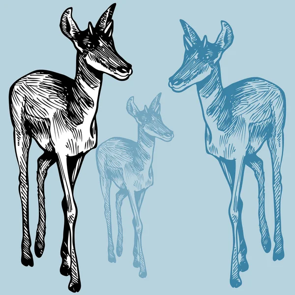 Antilopa — Stockový vektor