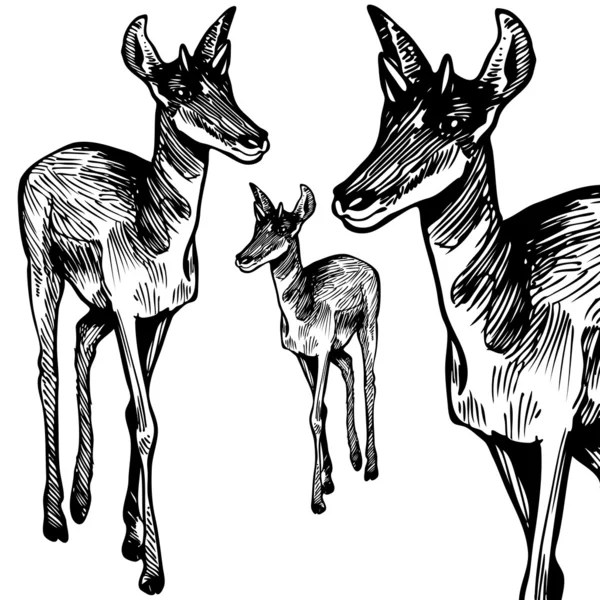 Antelope - bianco e nero — Vettoriale Stock