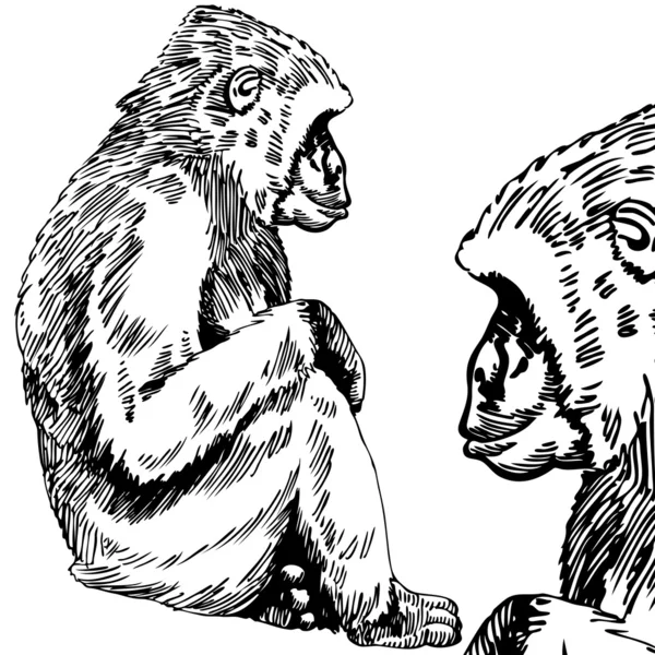 고릴라 / 원숭이 스케치-흑인과 백인 — 스톡 벡터