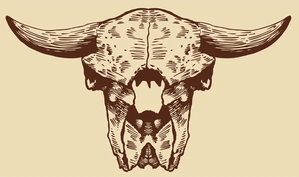Bison schedel — Stockvector