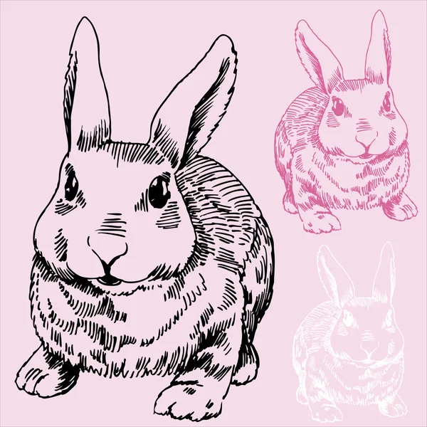 Bunny / konijn schets — Stockvector