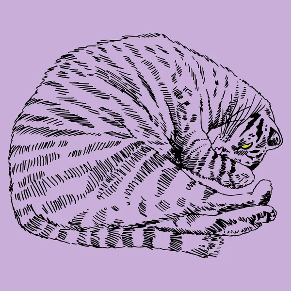 午睡的猫 — 图库矢量图片