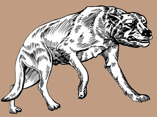 Lobo calvo — Archivo Imágenes Vectoriales