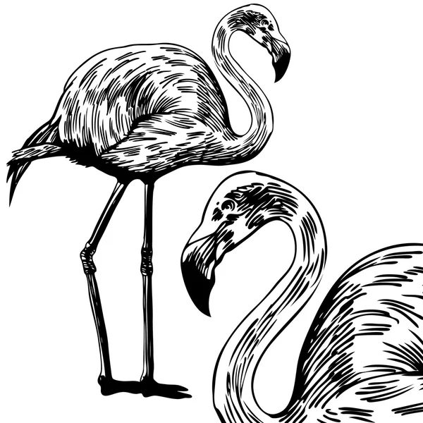 Flamingo Drawing — Stok Vektör