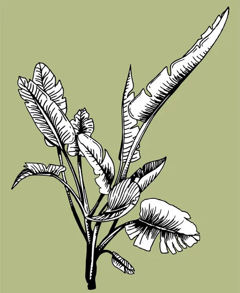 Elemento floral — Archivo Imágenes Vectoriales