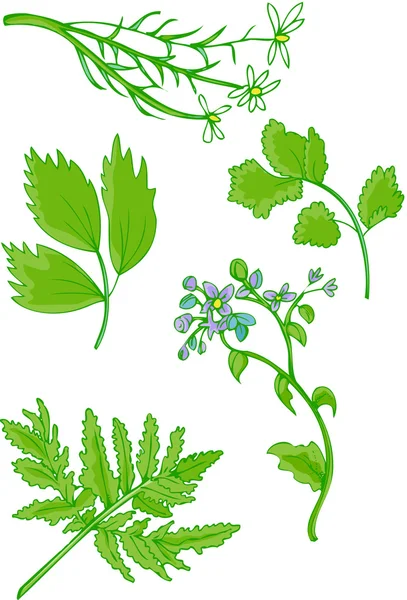 Collection d'herbes — Image vectorielle