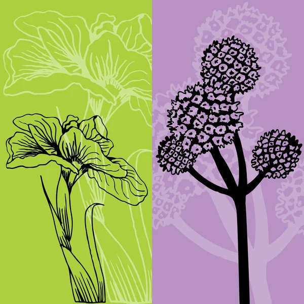 Iris és virág — Stock Vector