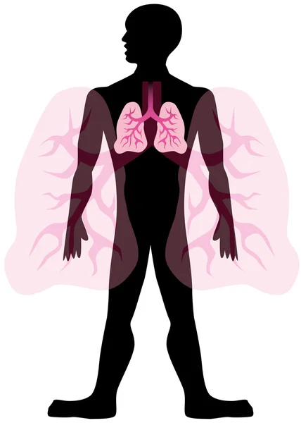 Lungen — Stockvektor