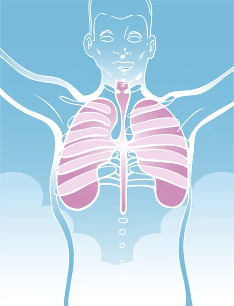 Akciğerler — Stok Vektör