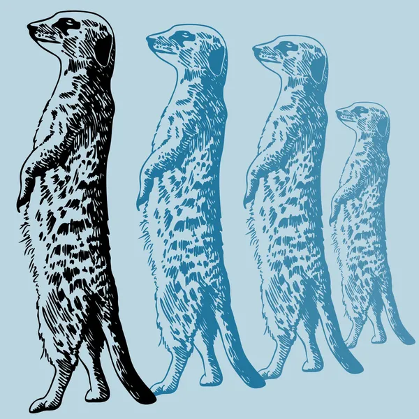 Meerkat — Stock Vector