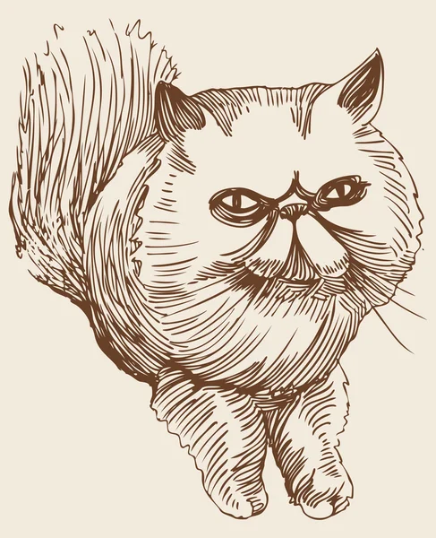 Персидская кошка — стоковый вектор