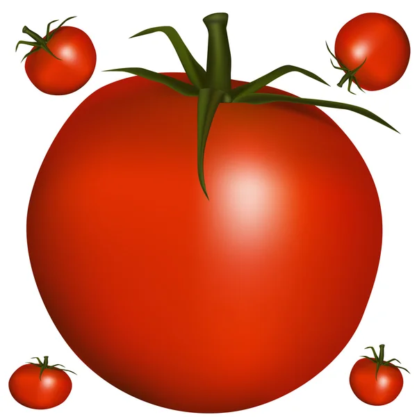 Tomate réaliste Vecteurs De Stock Libres De Droits
