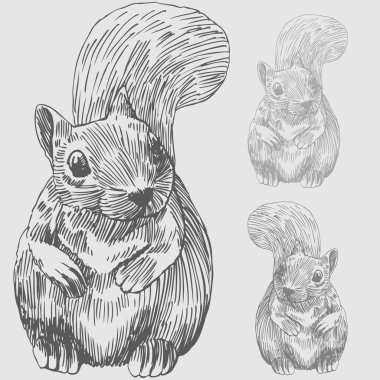 Squirrel clipart