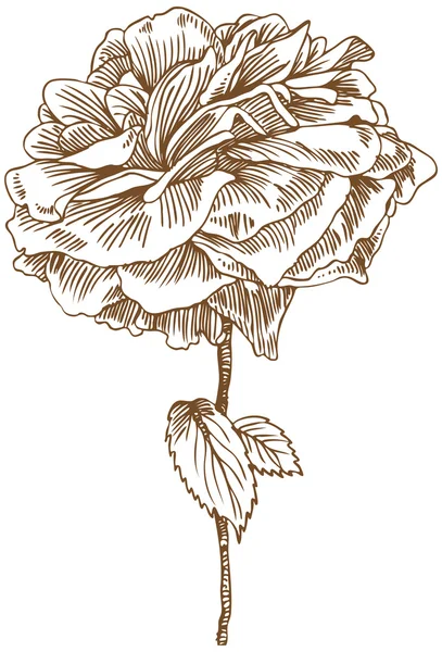 Rosa dibujada a mano — Vector de stock