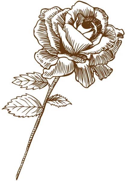 Rosa dibujada a mano — Archivo Imágenes Vectoriales