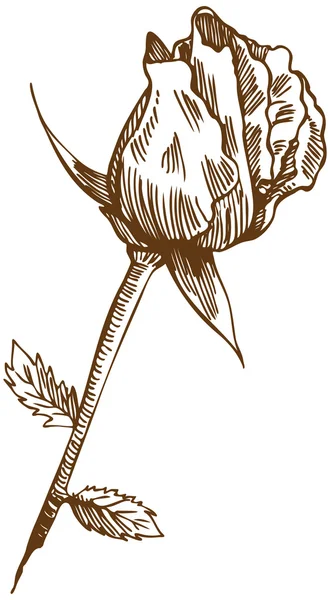 Ručně kreslená růže — Stockový vektor