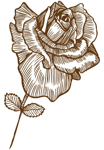 Kézzel húzott rózsa — Stock Vector