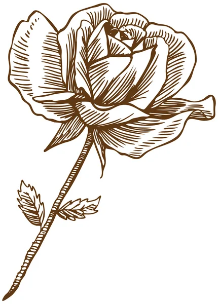 Handgezeichnete Rose — Stockvektor