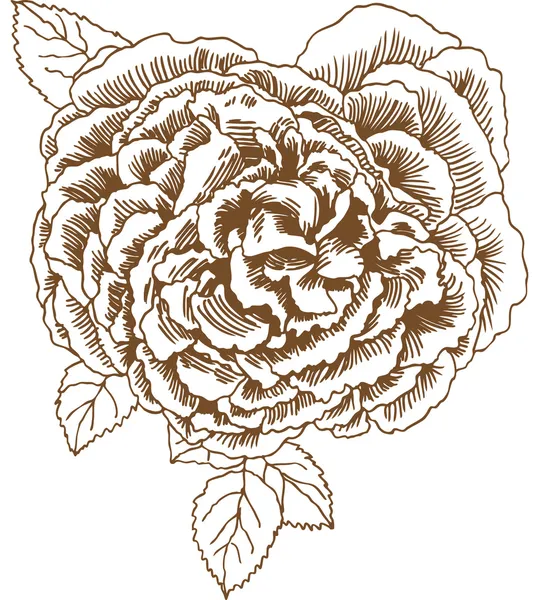 Rosa disegnata a mano — Vettoriale Stock