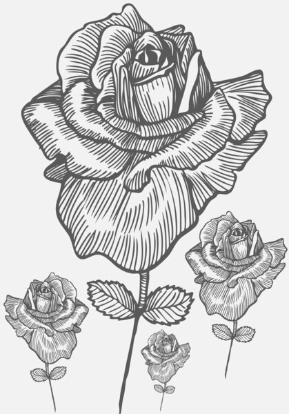 Hand Drawn Rose