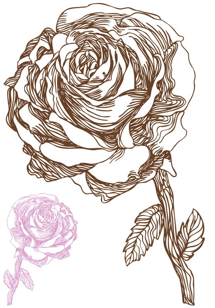 Hand Drawn Rose — Stock Vector