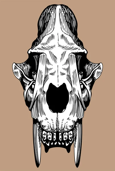 Cráneo prehistórico — Vector de stock