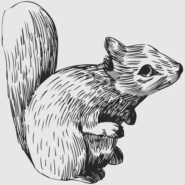 다람쥐 — 스톡 벡터