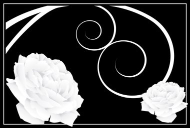 White Rose Background clipart