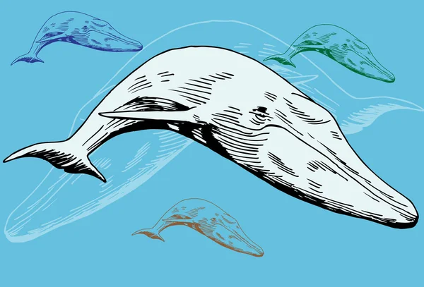 鲸鱼 — 图库矢量图片