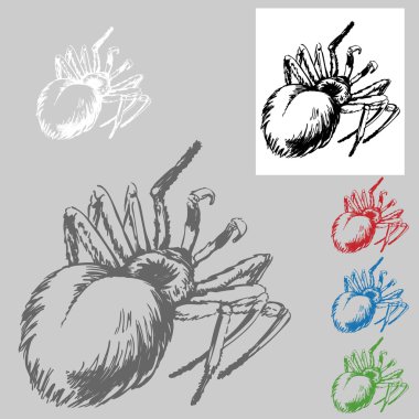 Tarantula Drawing clipart