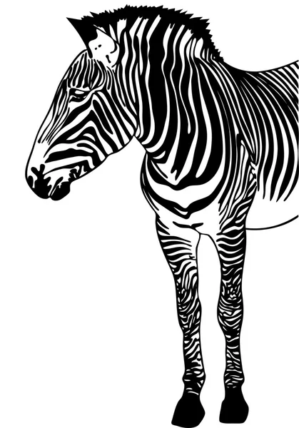 Zebra Sketch — Stock Vector