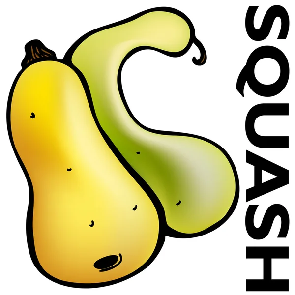 Squash — Stock Vector