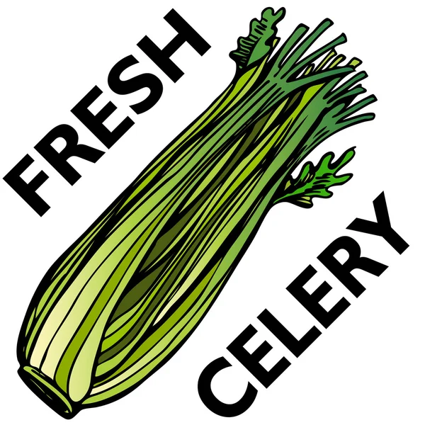 Celery — Stock Vector