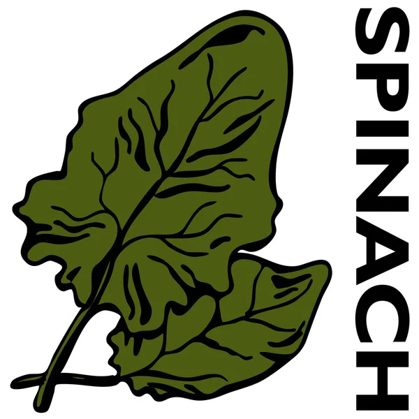 Spinaci — Vettoriale Stock