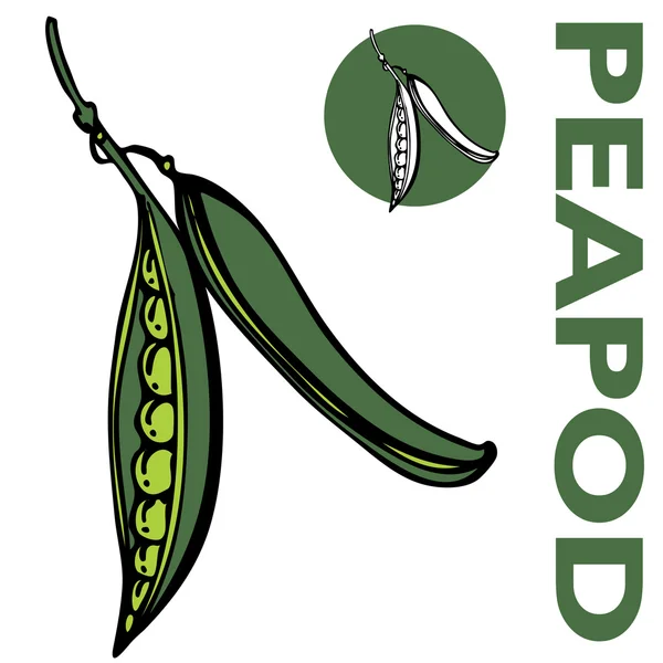 Peapod — Stockový vektor