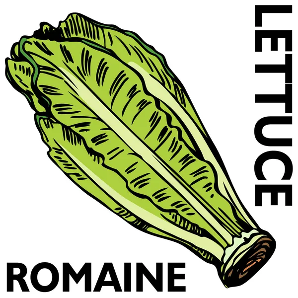 Romainischer Salat — Stockvektor
