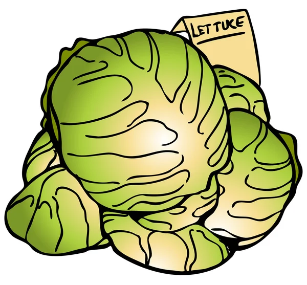 Lettuce Heads — Stock Vector