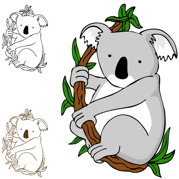 Koala su ramo — Vettoriale Stock