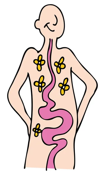 Ein Bild Einer Person Mit Einem Gesunden Verdauungssystem — Stockvektor