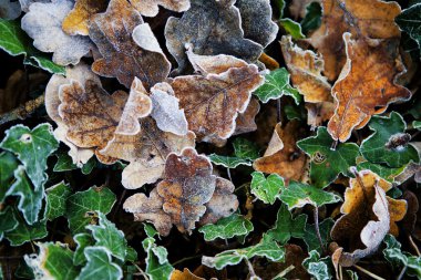 Frost on leaves clipart